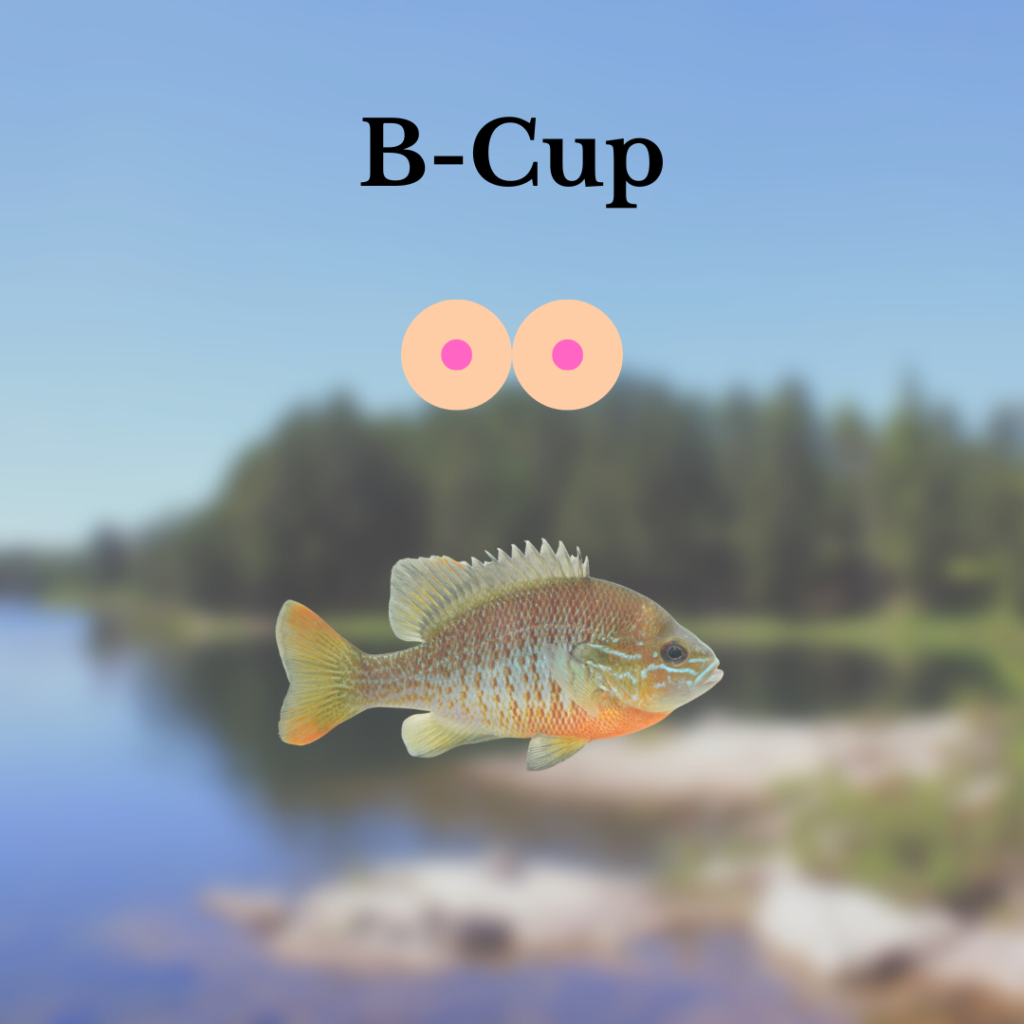 sunfish with b cup bobbers